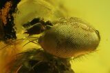 Detailed Fossil Fly (Diptera) In Baltic Amber - Excellent Eyes! #142257-2